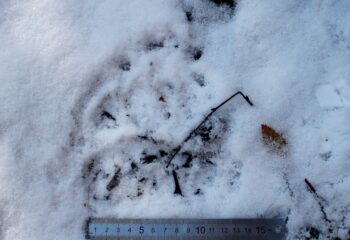 23-03-10-bear