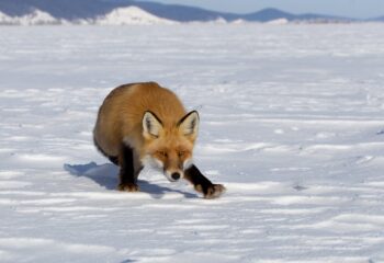 23-03-20-fox