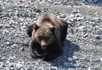 bear-18-04-2023