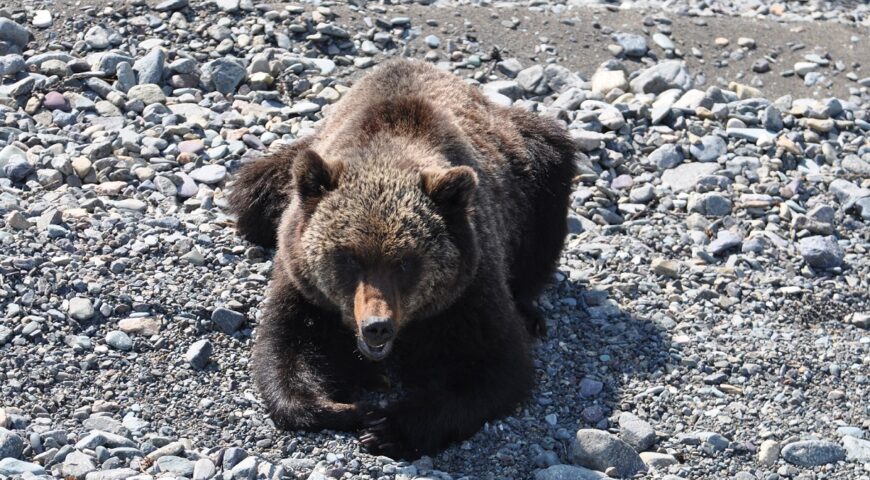 bear-18-04-2023
