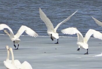 23-05-02-swan-3