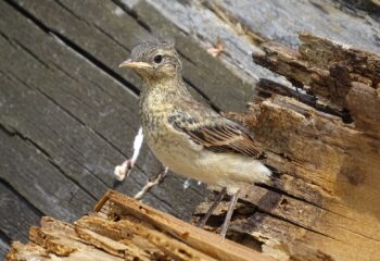 23-05-026-birds