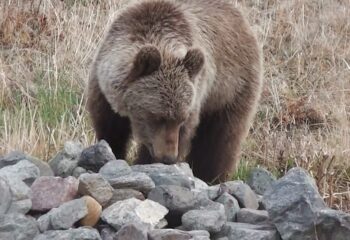 23-06-19-bear