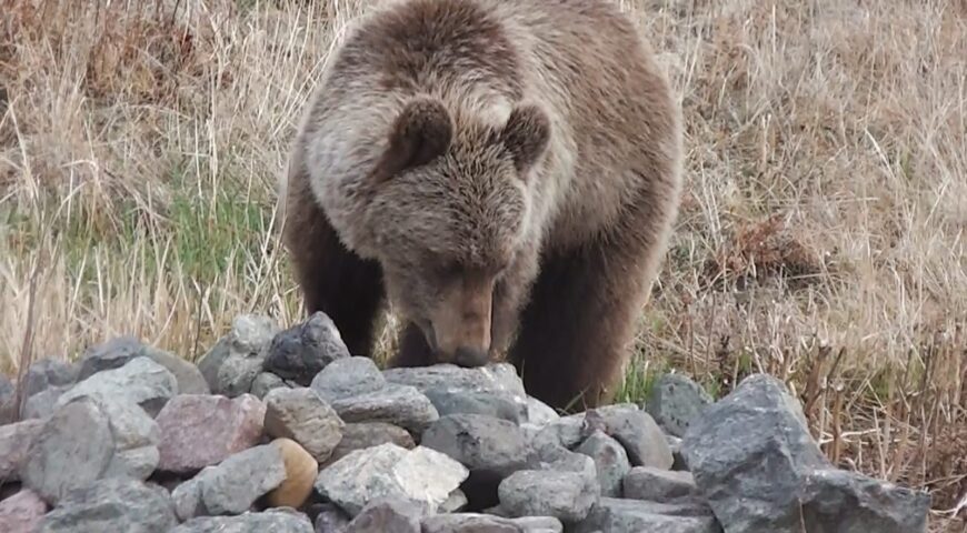 23-06-19-bear