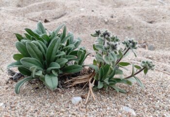 23-11-02-plants-3