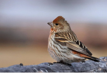 24-04-19-bird