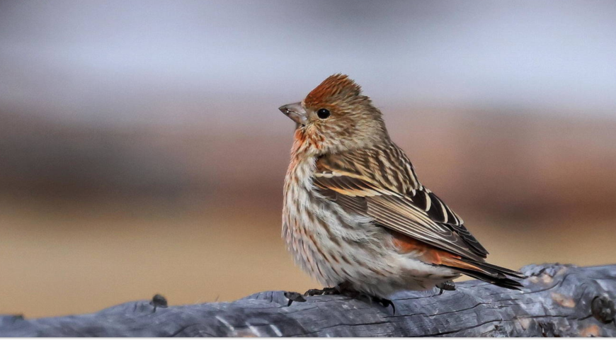 24-04-19-bird