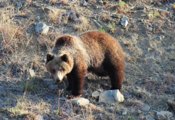 24-05-21-bear