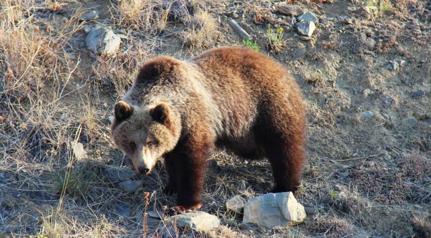 24-05-21-bear