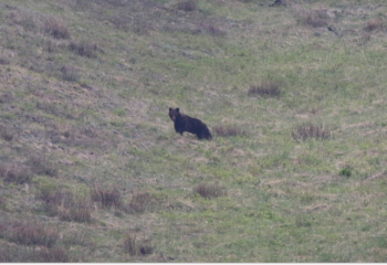 24-05-29-bear