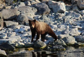 24-06-17-bear