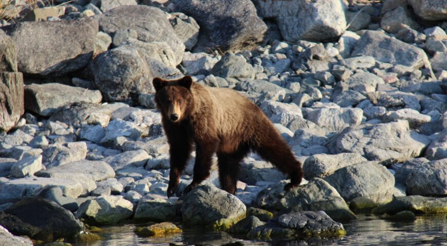 24-06-17-bear