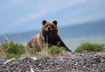 24-07-01-bear-4
