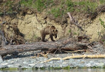 24-07-05-bear