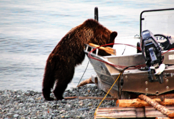 24-08-08-bear