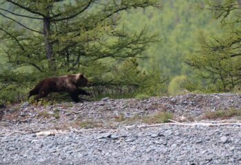 25-05-20-bear