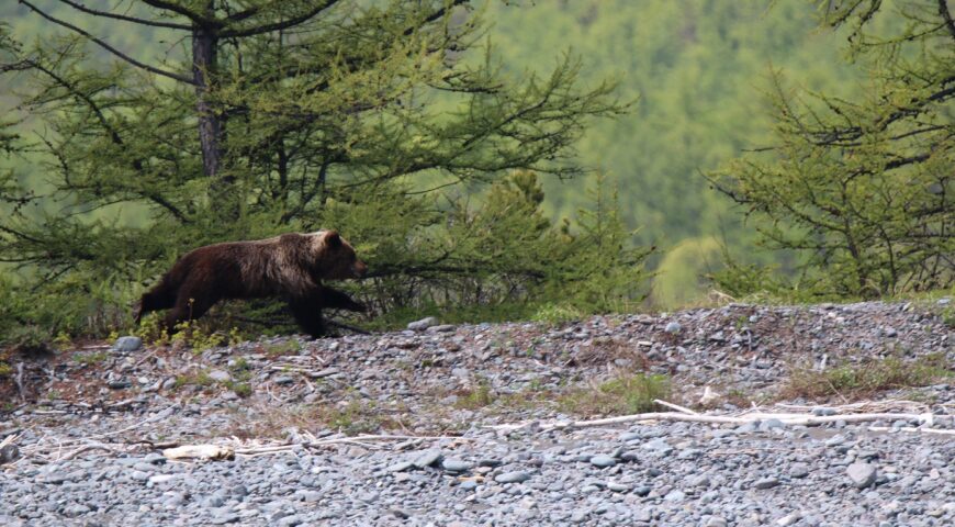 25-05-20-bear