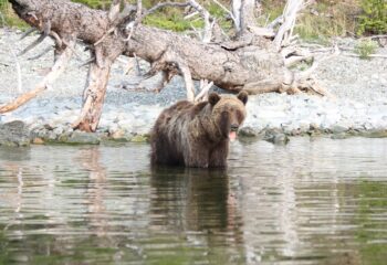 25-06-26-bear-3