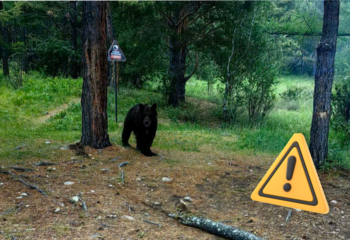 25-07-10-bear