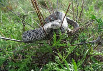 25-09-01-snake