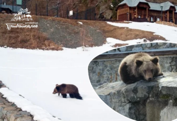 26-03-25-bear