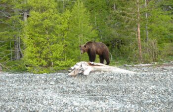 26-06-29-bear