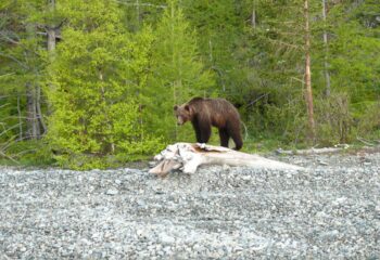 26-06-29-bear