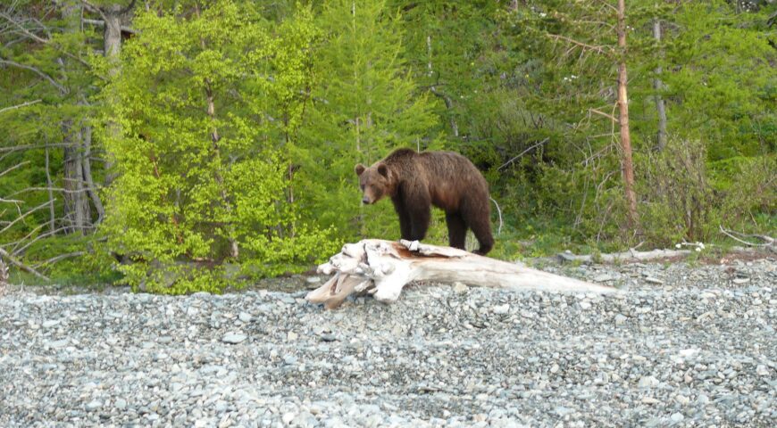 26-06-29-bear