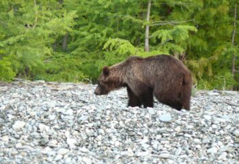 26-07-01-bear