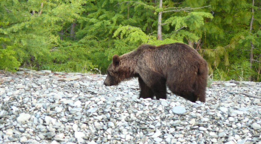 26-07-01-bear