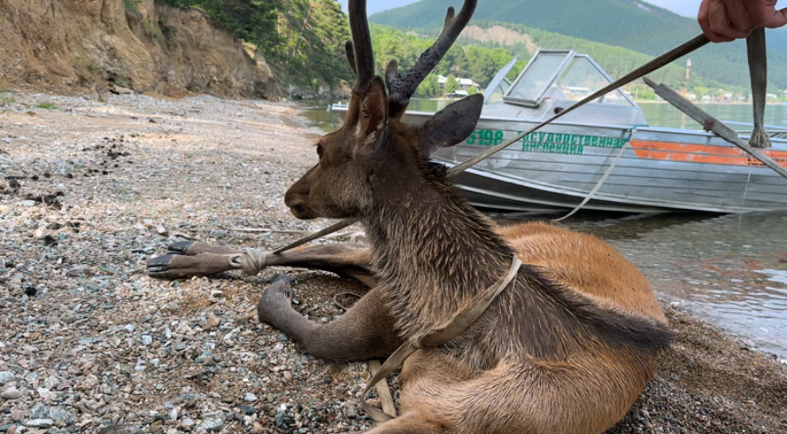 26-08-04-izybr-8