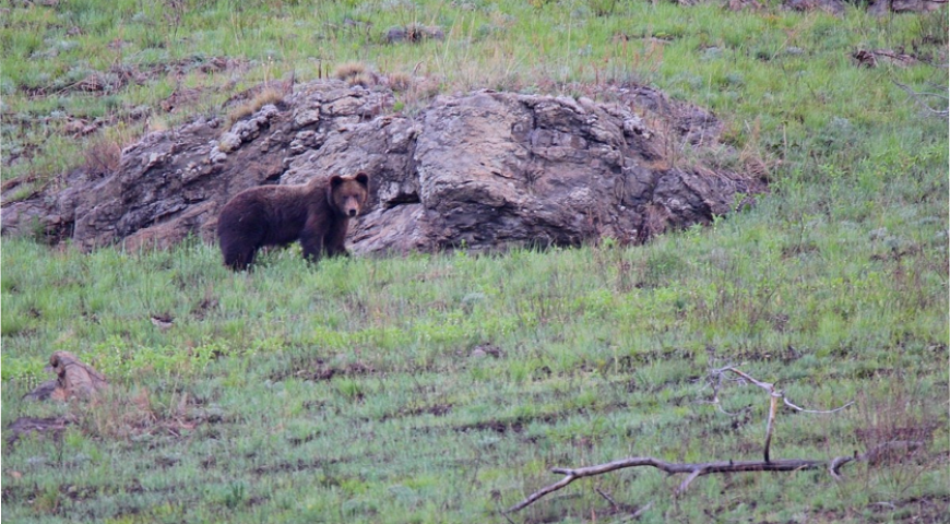 26-08-31-bear