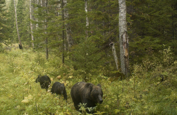 26-09-04-bear