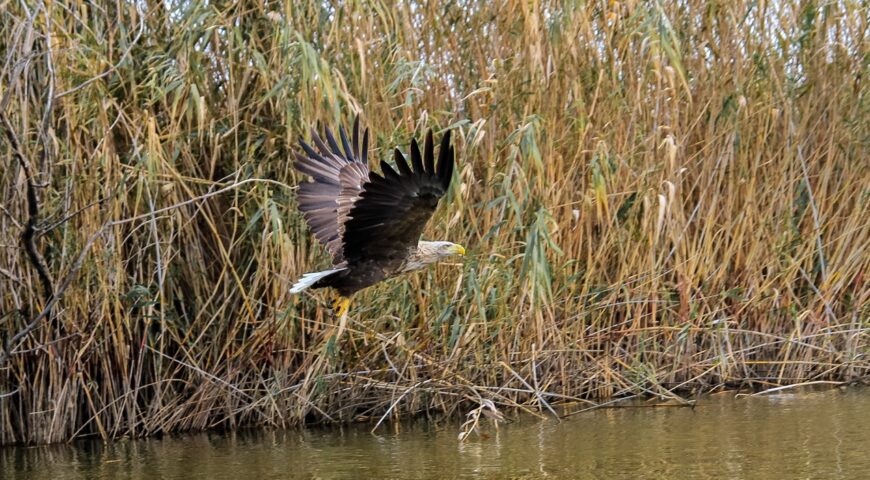 26-10-29-birds-4